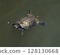 Turtle in a pond 128130668