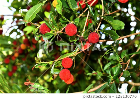 Yamamomo Yamamomo 128130776