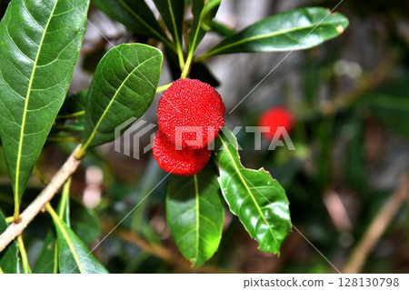 楊梅 楊梅 128130798