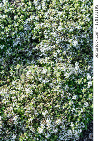 A Vibrant Green Ground Cover Featuring White Flowers That Are Currently in Full Bloom 128131195