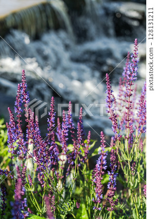 Vibrant Purple Flowers Flourishing Beautifully Against a Calm Flowing Water Backdrop Vibrant Purple Flowers Flourishing Beautifully Against a Calm Flowing Water Backdrop 128131211