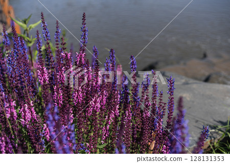A stunning display of vibrant purple wildflowers flourishing beautifully by the shimmering water A stunning display of vibrant purple wildflowers flourishing beautifully by the shimmering water 128131353