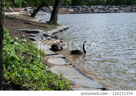 pair of black swans on a rocky lakeside in summer park pair of black swans on a rocky lakeside in summer park 128131354