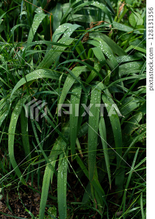 long arching green leaves covered in fresh rain droplets long arching green leaves covered in fresh rain droplets 128131356
