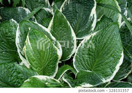 Variegated Hosta leaves with raindrops creating bold green and white garden texture 128131357