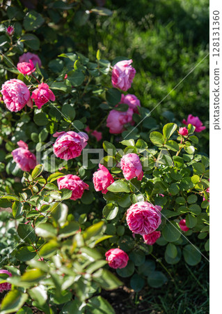 Stunning and Beautiful Pink Roses are in Full Bloom, Thriving in a Lush Green Garden Stunning and Beautiful Pink Roses are in Full Bloom, Thriving in a Lush Green Garden 128131360