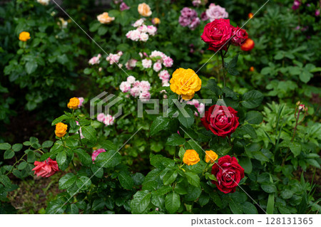 contrasting red and yellow garden roses after rainfall contrasting red and yellow garden roses after rainfall 128131365