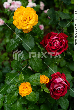 yellow and red hybrid tea roses with rain droplets in summer border yellow and red hybrid tea roses with rain droplets in summer border 128131368