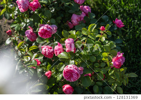 vibrant pink rose bush in summer sunlight 128131369