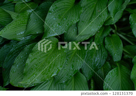 Wet hosta leaves with glistening raindrops forming rich green foliage texture Wet hosta leaves with glistening raindrops forming rich green foliage texture 128131370