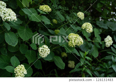 Hydrangea arborescens Annabelle shrubs with pale lime flower heads in leafy border Hydrangea arborescens Annabelle shrubs with pale lime flower heads in leafy border 128131483
