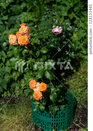 Vibrant Orange Cluster Roses Blooming In Decorative Pot Vibrant Orange Cluster Roses Blooming In Decorative Pot 128131485