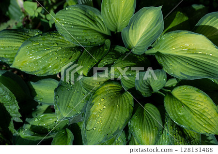 Sunlit hosta leaves glistening with fresh rain droplets Sunlit hosta leaves glistening with fresh rain droplets 128131488
