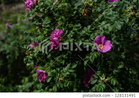 Wild rugosa rose bush with magenta single blooms and rain kissed wrinkled foliage 128131491