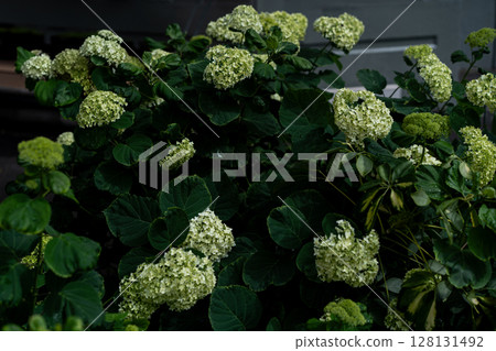 Lush hydrangea with pale green flower heads by front door Lush hydrangea with pale green flower heads by front door 128131492