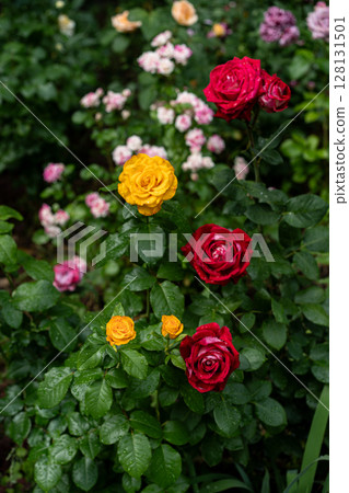 yellow and red rain-kissed hybrid tea roses in summer bed yellow and red rain-kissed hybrid tea roses in summer bed 128131501
