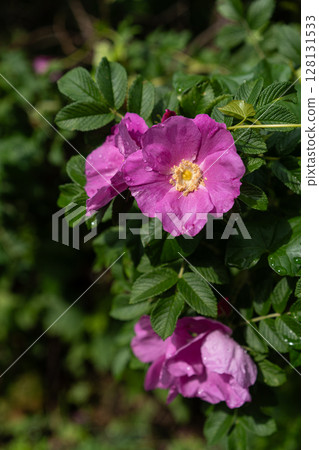 Wild rugosa rose bush with magenta single blooms and rain kissed wrinkled foliage Wild rugosa rose bush with magenta single blooms and rain kissed wrinkled foliage 128131533