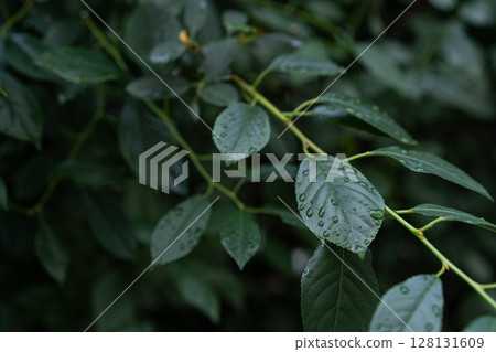 Rain dappled woody shrub leaves forming rich green branch pattern Rain dappled woody shrub leaves forming rich green branch pattern 128131609