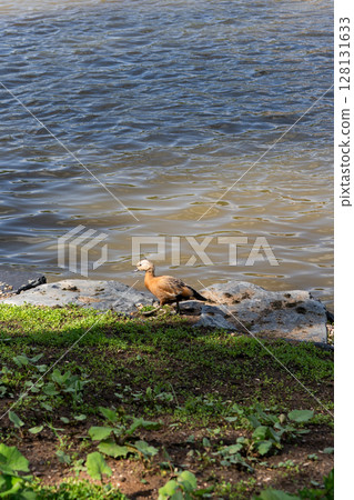 lone ruddy shelduck standing on rocky lake bank 128131633