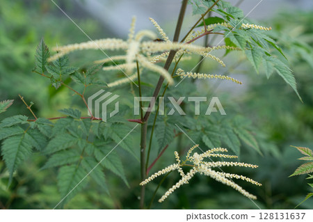 Delicate goats beard Aruncus dioicus panicles arching above fern like green foliage 128131637