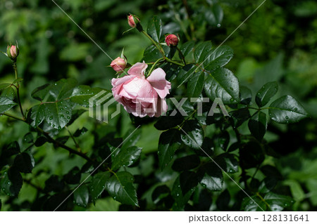 Pale Pink Heritage Rose With Dew On Glossy Foliage Pale Pink Heritage Rose With Dew On Glossy Foliage 128131641