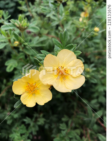 colorful wild flowers background, nature photo 128131676