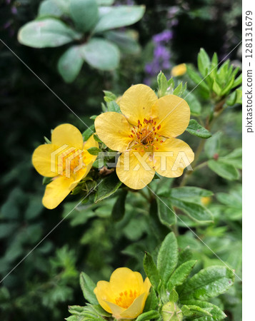 colorful wild flowers background, nature photo colorful wild flowers background, nature photo 128131679