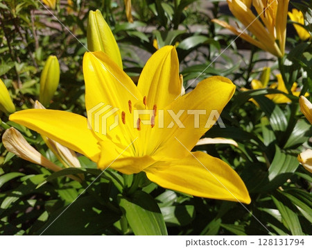 Bright Yellow Lily Blooms in Sunny Garden Bush During Early Summer Season Bright Yellow Lily Blooms in Sunny Garden Bush During Early Summer Season 128131794