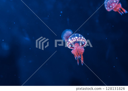 underwater photography jellyfish mastigias papua, spotted jelly, lagoon jelly, golden medusa 128131826