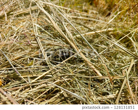 Mowed Dry Grass in a Sunny Meadow Showcasing a Rich Tapestry of Natural Textures and Colors 128131851