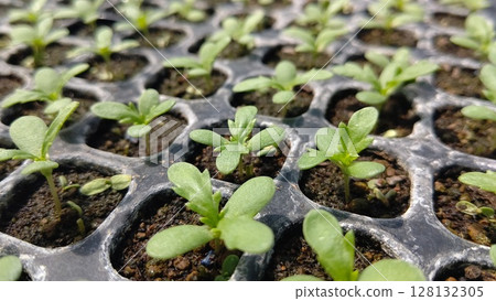 菊花種子播種於穴盤後12天 128132305