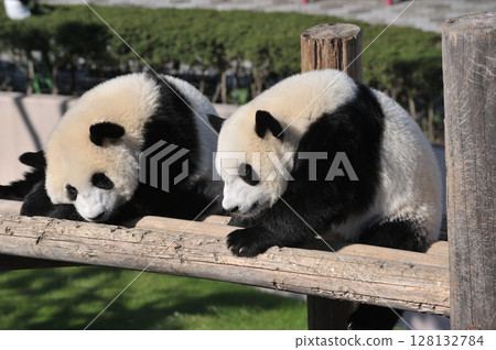 Umehama/Nagahama relaxing on the playground equipment Umehama/Nagahama relaxing on the playground equipment 128132784