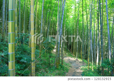 Kinmei Moso Bamboo Grove (Usuki City) Kinmei Moso Bamboo Grove (Usuki City) 128132915
