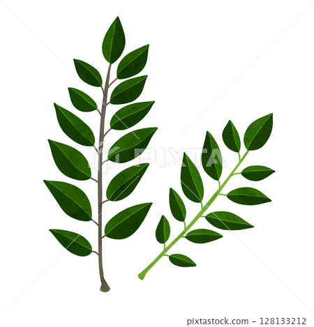 Curry leaf watercolor hand-drawn illustration 128133212