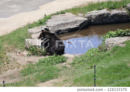 野生動物園的風景，池塘邊有一隻棕熊 128133370