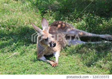 Scenery with a red kangaroo lying on a green field 128133372