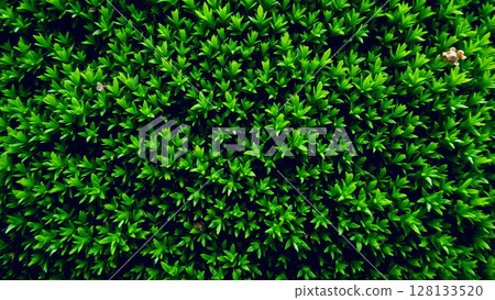 Wet green moss on the rocks 128133520