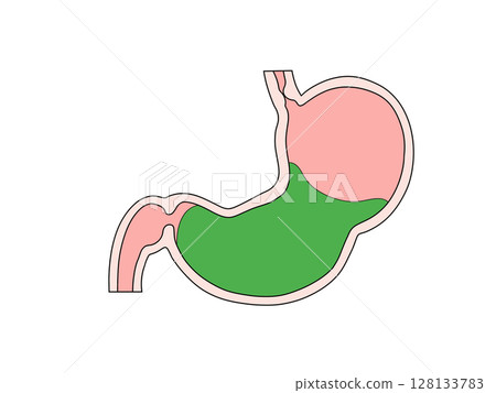 消化系統的解剖學和生理學：胃的蠕動 1 128133783