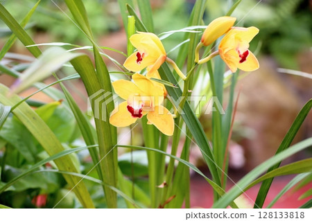 Cimbidium花 128133818