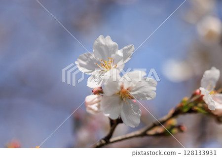 櫻花 櫻花 128133931