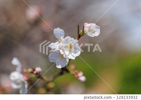 Cherry Blossom	 128133932