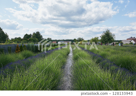 Field of lavender with a small stream running through it 128133943