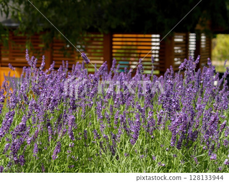 Field of purple lavender flowers 128133944