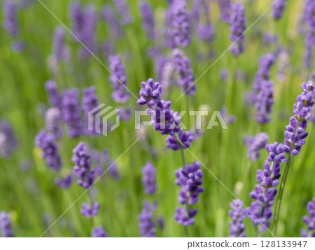 Field of purple lavender flowers Field of purple lavender flowers 128133947