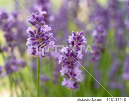 Bunch of purple flowers with a few white flowers in the middle Bunch of purple flowers with a few white flowers in the middle 128133948