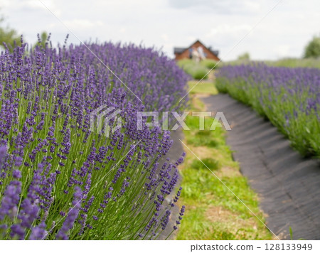 Field of lavender flowers with a wooden building in the background Field of lavender flowers with a wooden building in the background 128133949