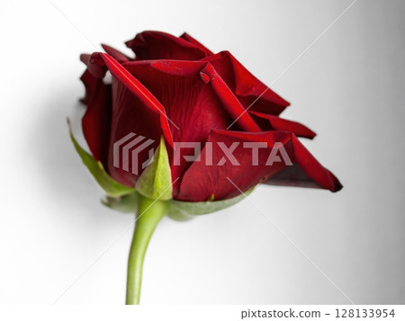 Single red rose with a green stem Single red rose with a green stem 128133954