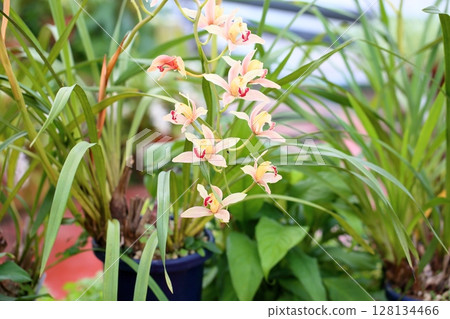 Cimbidium flowers Cimbidium flowers 128134466