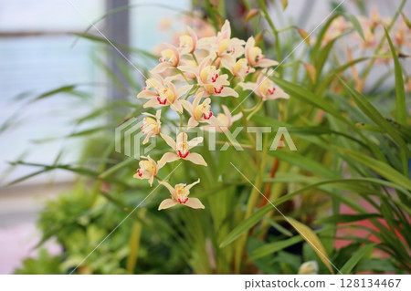 Cimbidium flowers Cimbidium flowers 128134467
