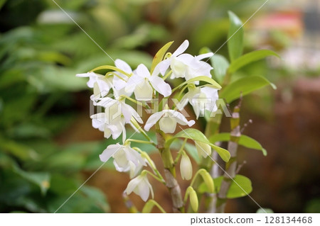 Cimbidium花 128134468